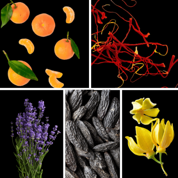 Duftnoten: Mandarine, Safran, Lavendel, Tonkabohne, Yang-Ylang